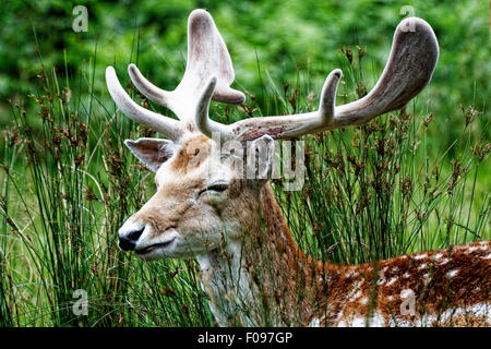 Rehe grasen in Bradgate Park, Leicestershire, England Stockfoto