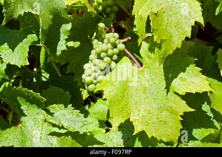 Weinrebe, Vitis Brant, Reifung im Frühsommer im Vereinigten Königreich Stockfoto