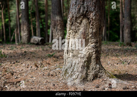Baum-Rinde, teilweise aus geschabt und beschichtet mit getrockneten Schlamm nach wälzen von Wildschwein (Sus Scrofa) im Wald Stockfoto