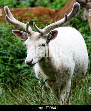 Rehe grasen in Bradgate Park, Leicestershire, England Stockfoto