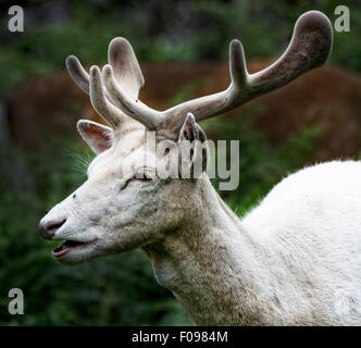 Rehe grasen in Bradgate Park, Leicestershire, England Stockfoto