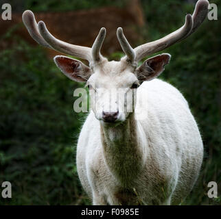 Rehe grasen in Bradgate Park, Leicestershire, England Stockfoto