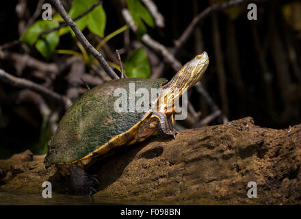 Tropische Slider Turtle, Chrysemys ornata, auf einem Baumstamm am See der Gatun See (Lago Gatun), Republik Panama. Stockfoto