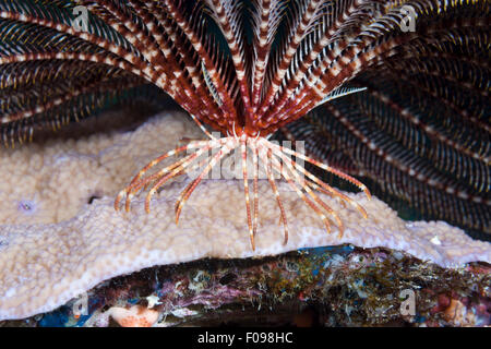 Cirri von gemeinsamen Crinoid, Lamprometra Palmata, Russell-Inseln, Salomonen Stockfoto
