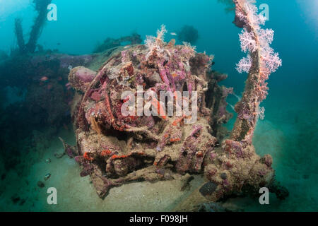 Sternmotor der furchtlose Dive Bomber Wrack, Marovo Lagune, Salomonen Stockfoto