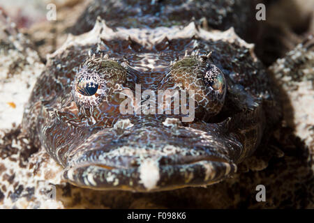 Beaufort Crocodilefische, Cymbacephalus Beauforti, Marovo Lagune, Salomonen Stockfoto