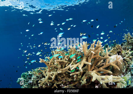 Cromis über Coral Reef, Chromis Viridis, Marovo Lagune, Salomonen Stockfoto