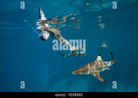 Fütterung der Schwarzspitzen Riffhai Carcharhinus Melanopterus, Marovo Lagune, Salomonen Stockfoto