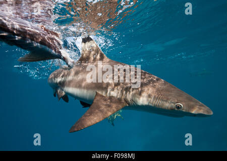 Fütterung der Schwarzspitzen Riffhai Carcharhinus Melanopterus, Marovo Lagune, Salomonen Stockfoto