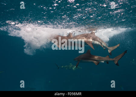 Fütterung der Schwarzspitzen Riffhai Carcharhinus Melanopterus, Marovo Lagune, Salomonen Stockfoto