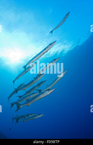 Schwarm von Blackfin Barracudas, größten Qenie, Maria Island, Salomonen Stockfoto