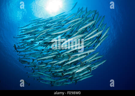 Schwarm von Blackfin Barracudas, größten Qenie, Maria Island, Salomonen Stockfoto