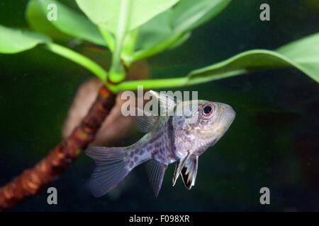 Orbiculated Kardinalbarschen, Sphaeramia Orbicularis, Russell-Inseln, Salomonen Stockfoto