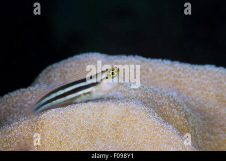 Bäder Clown Blenny, Ecsenius versaut, Russell-Inseln, Salomonen Stockfoto
