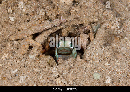 Kieferfischen, Opistognathus SP., Russell-Inseln, Salomonen Stockfoto