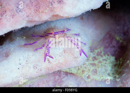 Behaarte Squat Lobster, Lauriea Siagiani, Florida Inseln, Salomonen Stockfoto