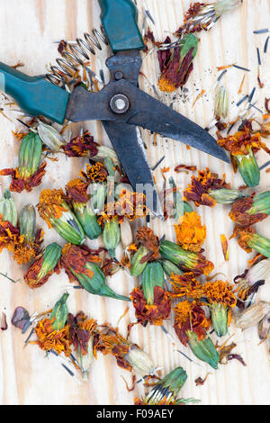 Tagetes. Ringelblume getrocknete Blütenköpfe Samen sammeln und Speichern von Stockfoto