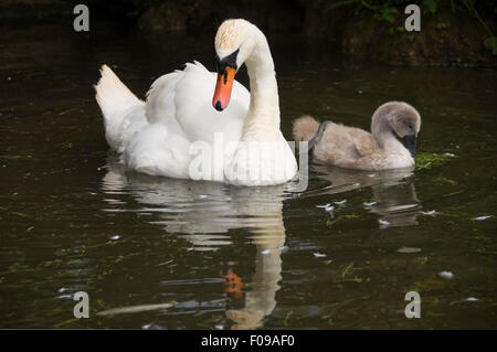 Horizontale Nahaufnahme eines Erwachsenen Höckerschwan und Cygnet. Stockfoto