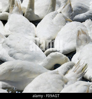 Platz in der Nähe bis vieler Höckerschwäne alle mit dem Kopf unter Wasser. Stockfoto