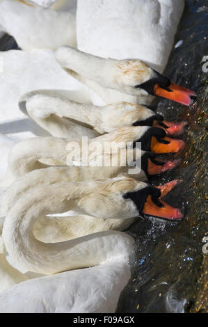 Vertikale Nahaufnahme von vielen stummen Schwäne füttern am Rande des Wassers. Stockfoto