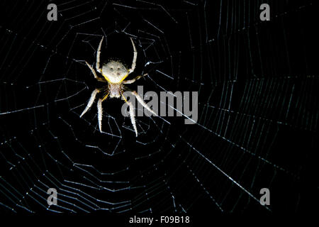 Tropischen Orb Weaver - Camp Lula Sams - Brownsville, Texas USA Stockfoto