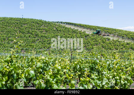 Napa Valley, Kalifornien - Mai 12: Mann in einem Traktor arbeiten die Traube Felder im Frühling, 12. Mai 2015 Napa Valley, Kalifornien. Stockfoto