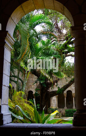 Alte Eiche im Atrioum des Klosters St. Bernard de Clairvaux in North Miami Beach Stockfoto