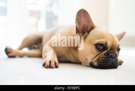 Eine französische Bulldogge auf dem Boden liegend. Stockfoto