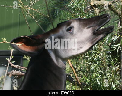 Zentralen afrikanischen Okapi (Okapia Johnstoni) Fütterung auf Blätter an das Gehäuse in Rotterdam Blijdorp Zoo, Niederlande Stockfoto