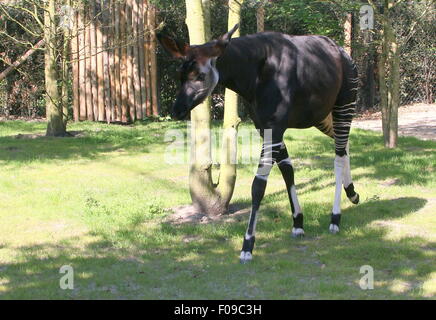 Zentralen afrikanischen Okapi (Okapia Johnstoni) an das Gehäuse in Rotterdam Blijdorp Zoo, Niederlande - Zäune sichtbar Stockfoto