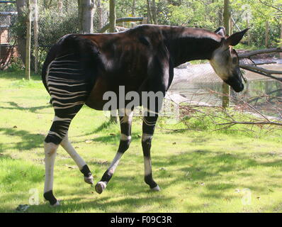 Zentralen afrikanischen Okapi (Okapia Johnstoni) an das Gehäuse in Rotterdam Blijdorp Zoo, Niederlande-Zäune & Gebäude sichtbar Stockfoto