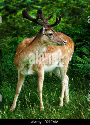 Rehe grasen in Bradgate Park, Leicestershire, England Stockfoto