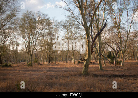 Wald von Fieber im Gorongosa National Park Stockfoto