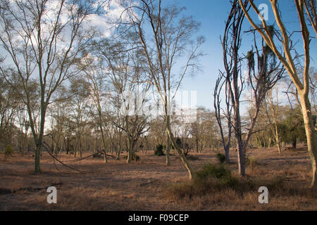 Wald von Fieber im Gorongosa National Park Stockfoto