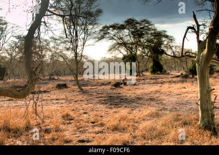 Wald von Fieber im Gorongosa National Park Stockfoto
