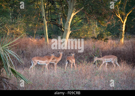 Impalas in einem Wald von Fieber Bäume im Gorongosa National Park Stockfoto