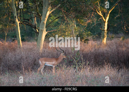Impala in einem Wald von Fieber Bäume im Gorongosa National Park Stockfoto