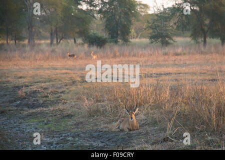 Impalas in einem Wald von Fieber Bäume im Gorongosa National Park Stockfoto
