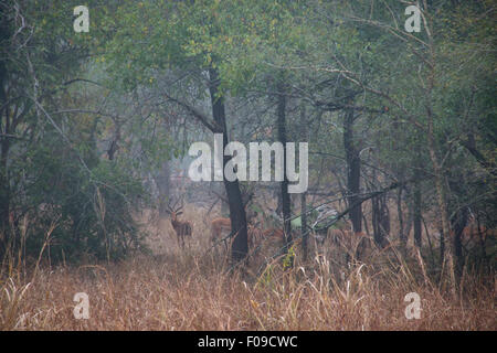 Impalas in einem Wald von Fieber Bäume im Gorongosa National Park Stockfoto