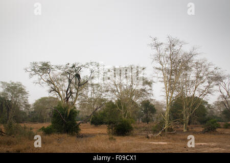 Wald von Fieber im Gorongosa National Park Stockfoto