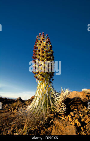 Silversword Pflanze in Blüte, Haleakala National Park, Maui, Hawaii Stockfoto