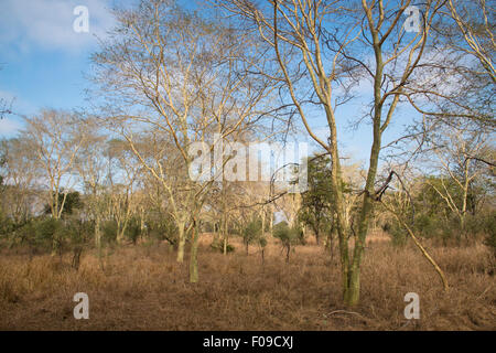 Wald von Fieber im Gorongosa National Park Stockfoto
