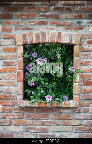 Hyazinthe Busch im Mauerwerk. Fenster mit Blumen Stockfoto