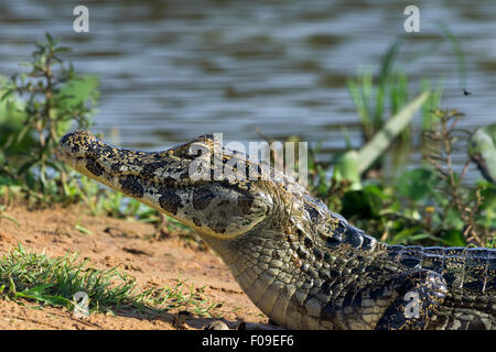 Junge Kaimane auf eine Sandbank, Rio Cuiabá, Pantanal, Brasilien Stockfoto