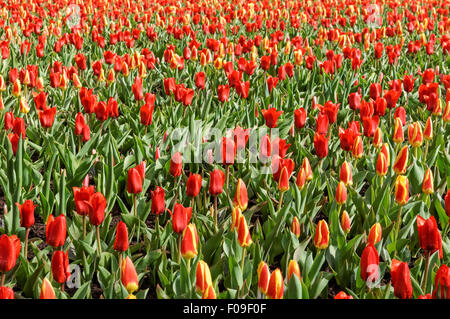 Rote Tulpen in Keukenhof Gärten Niederlande Stockfoto