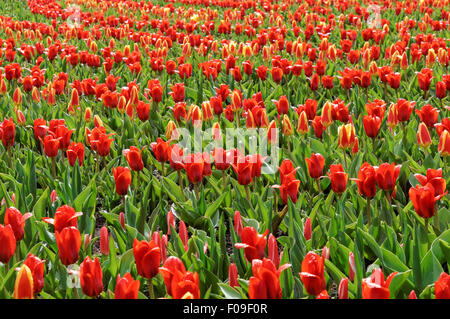 Rote Tulpen in Keukenhof Gärten Niederlande Stockfoto