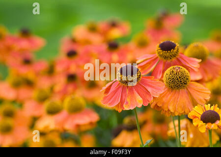 Helenium "Sahin frühen Blumen". Sneezeweed Blumen massenhaft in der Grenze. Stockfoto