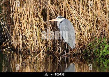 Graureiher auf einen gefrorenen Pool, neben einigen Vegetation stehen. Stockfoto
