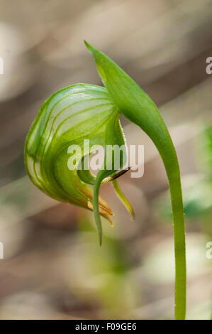 Pterostylis Nutans, nickte Pterostylis Orchidee bei Mt Cannibal, Garfield North, Victoria, Australia Stockfoto