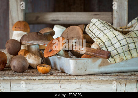 Essbare Waldpilze (Birch Bolete - Leccinum Scabrum und Espe Pilz - Boletus Edulis) in Aluminium Tablett mit karierten k Stockfoto